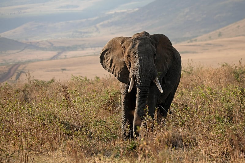 Elephant in the Wild